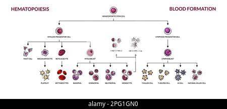 Schema linee cellulari e ricerca vaccinale