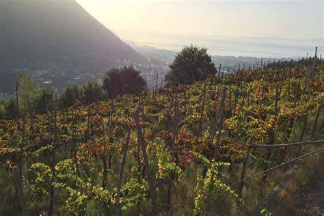 Panorama della Penisola Sorrentina e vigneti
