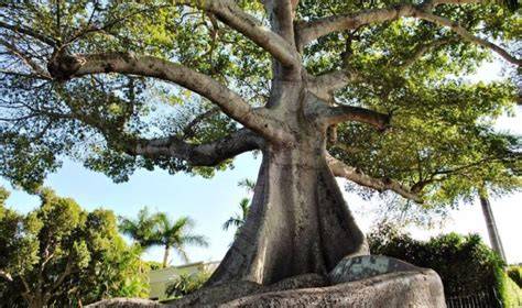 cosmologia maya albero ceiba xibalba