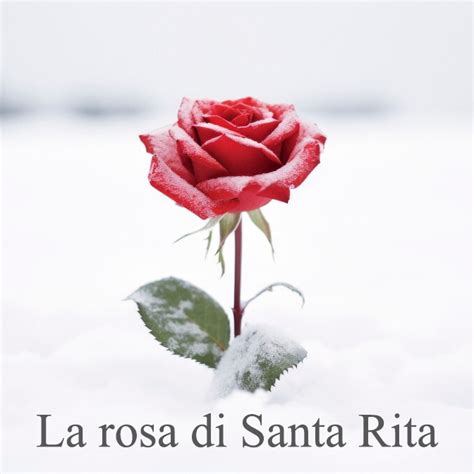 Rosa di Santa Rita nella neve