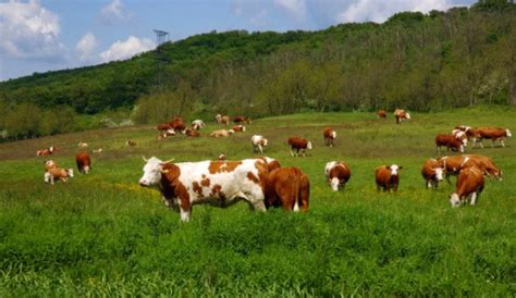 Allevamento suino biologico Emilia Romagna