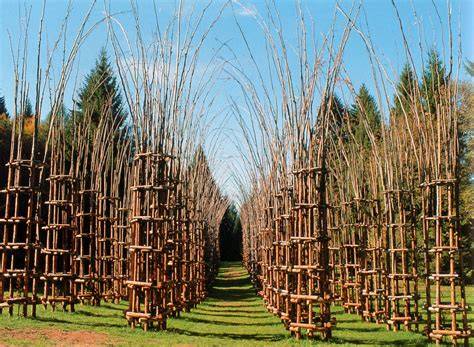 struttura della Cattedrale Vegetale tra alberi