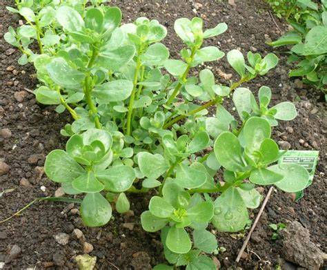 Erbe spontanee primaverili per ricette pasquali