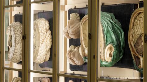 cere anatomiche museo storico