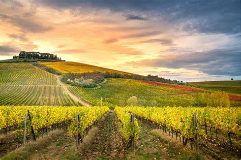Vigneto Chianti Classico colline toscane