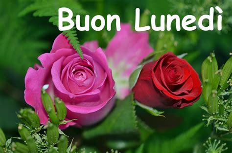 Buon lunedì Santa Rita con rose