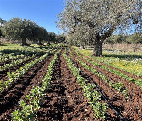 azienda agricola sociale Rigenera ortaggi biologici