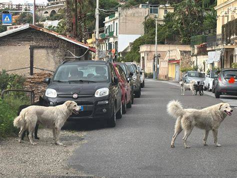 cani randagi in strada a Mendicino
