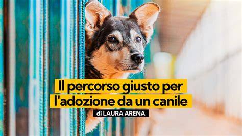 adozione di un cane dal canile