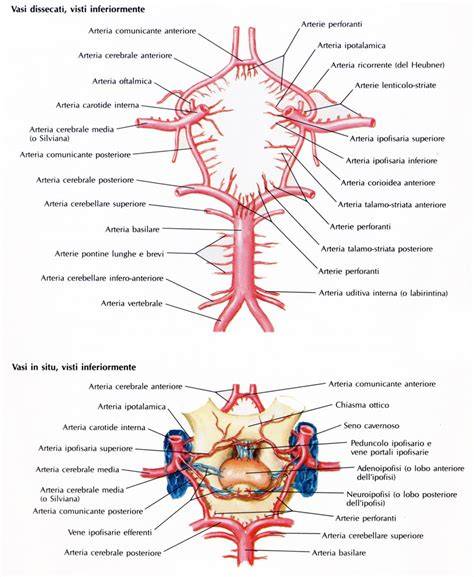 Arteria basilare e circolo posteriore