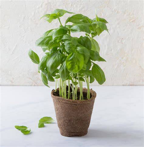 basilico a foglie giganti in vaso