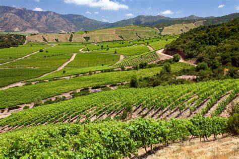 Vigneti del Valle Central cileno