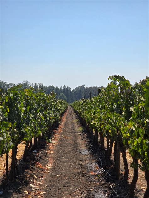 Valle del Maipo Ande e vigneti
