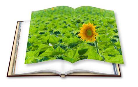 Libro aperto accanto a girasole