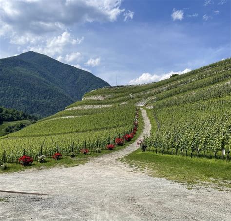 Visita guidata nei vigneti di Novacella