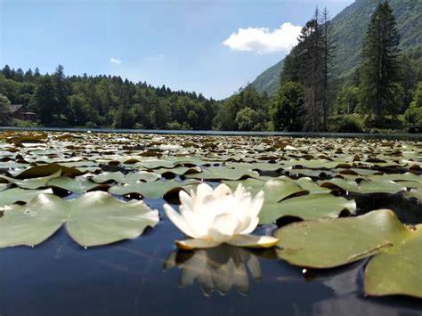 Lago di Cei tra ninfee e faggeta