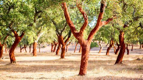 Quercia da sughero e leccio mediterraneo