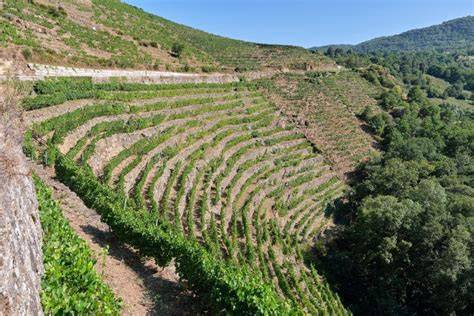 Vigneti terrazzati di Montalcino