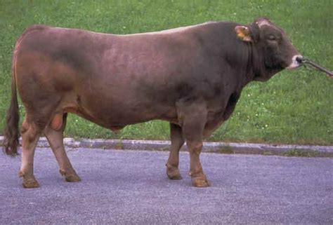 Bovini di razza Bruna Italiana