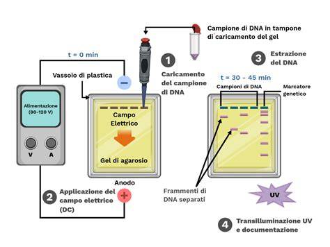 Gel nativo con bande di isoenzimi
