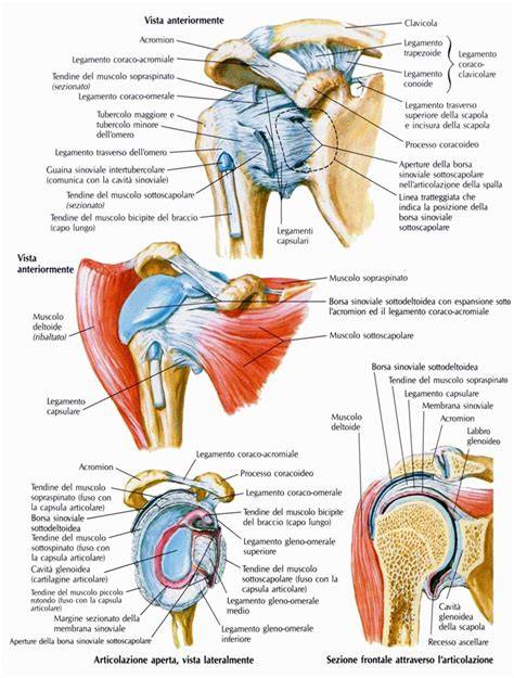 anatomia articolazione della spalla