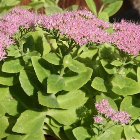 Foglie e fiori di erba della Madonna