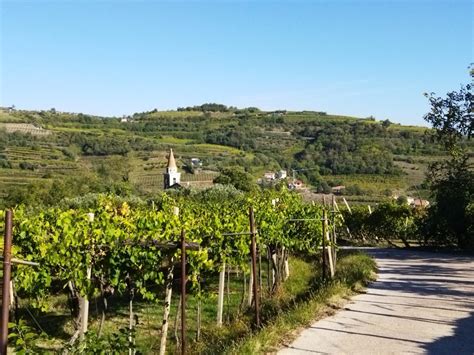 Vigneti colline Gambellara Vicenza