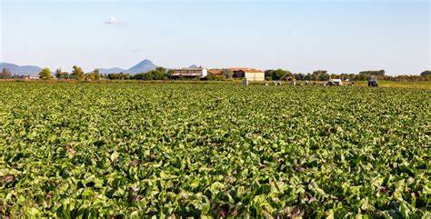Campagna veronese vicino Dossobuono