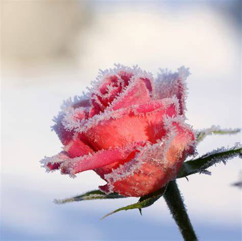 Rosa fiorita nella neve di Roccaporena