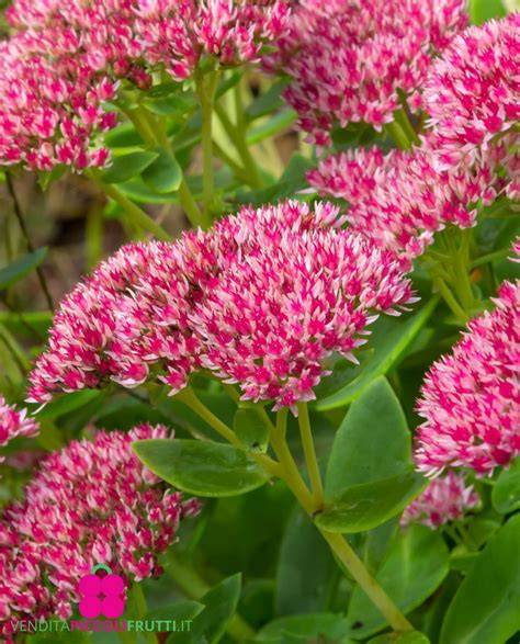 Pianta della Madonna Sedum telephium fiorita