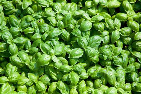 Foglie di Basilico Genovese DOP raccolte