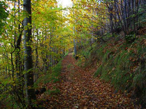 Sentiero nel bosco dell’Eremo di Montecasale