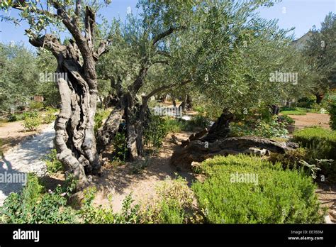 Ulivi secolari Giardino del Getsemani