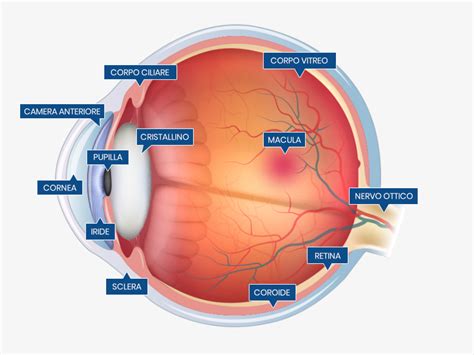 Chirurgia oculare e anatomia dell’occhio