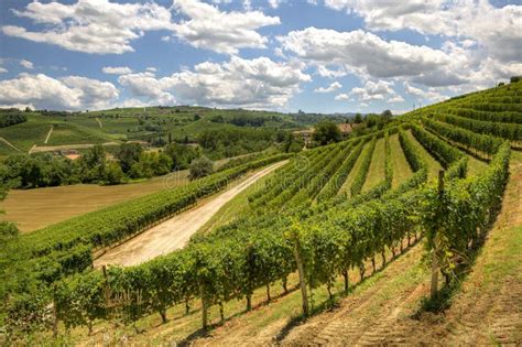 Colline della Valmarecchia e vigneti