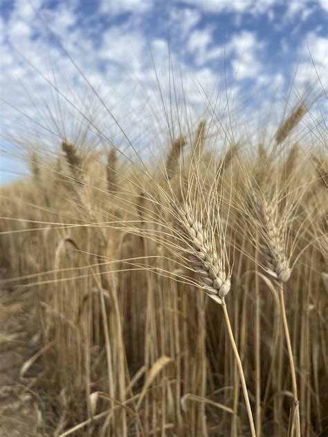 Campo di frumento e filiera del pane