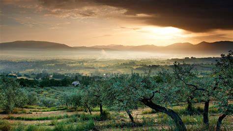 Uliveto panoramico con Assisi